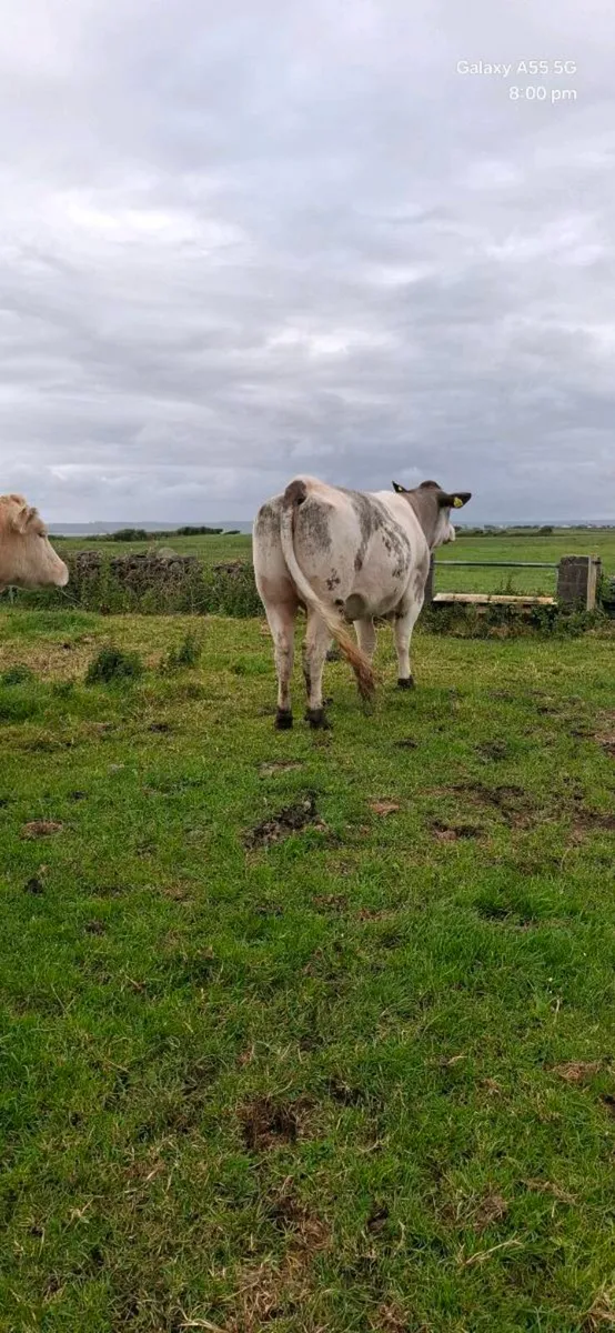 Incalf heifers - Image 4
