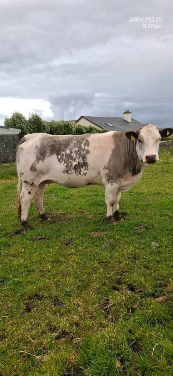 Incalf heifers - Image 1
