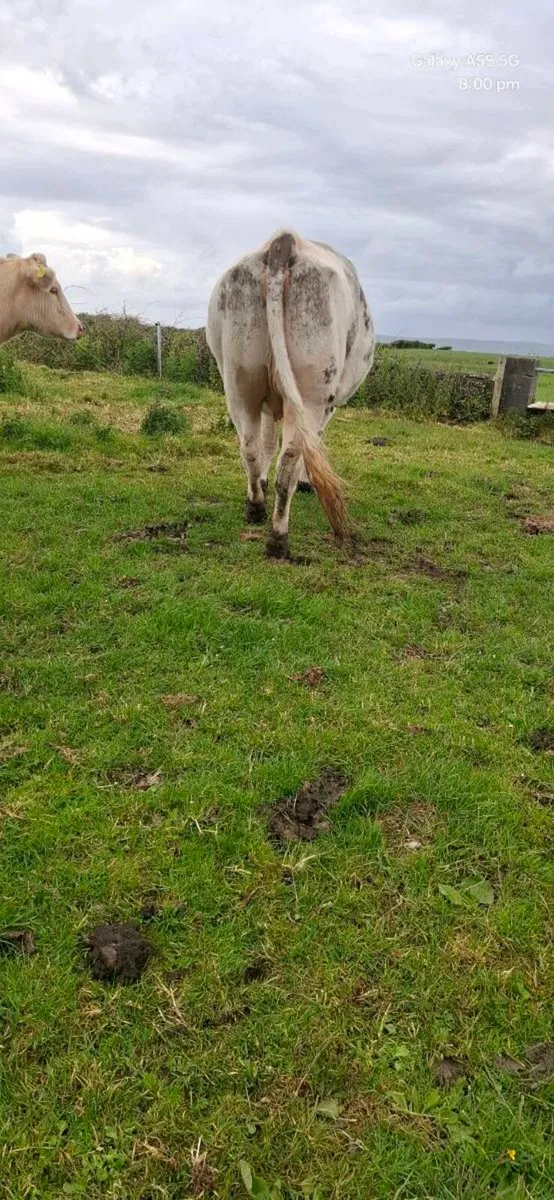 Incalf heifers - Image 2