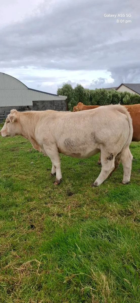 Incalf heifers - Image 3