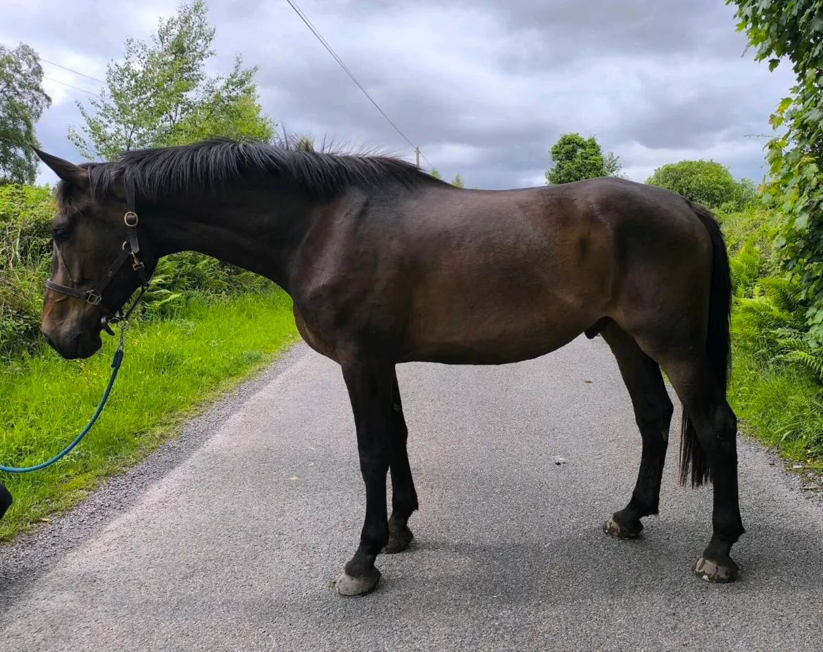 4 year old gelding - Image 1
