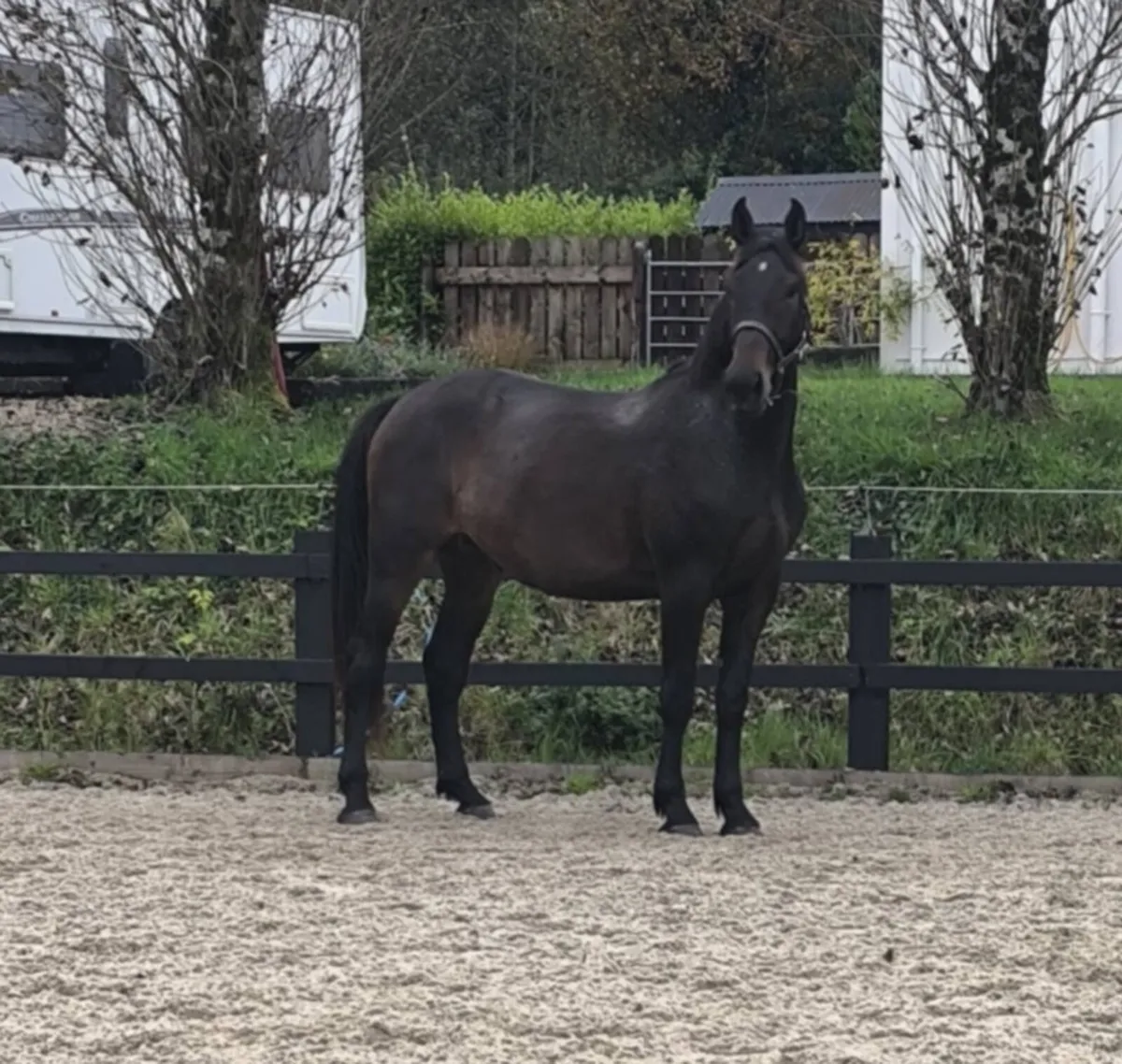 4 year old gelding - Image 2