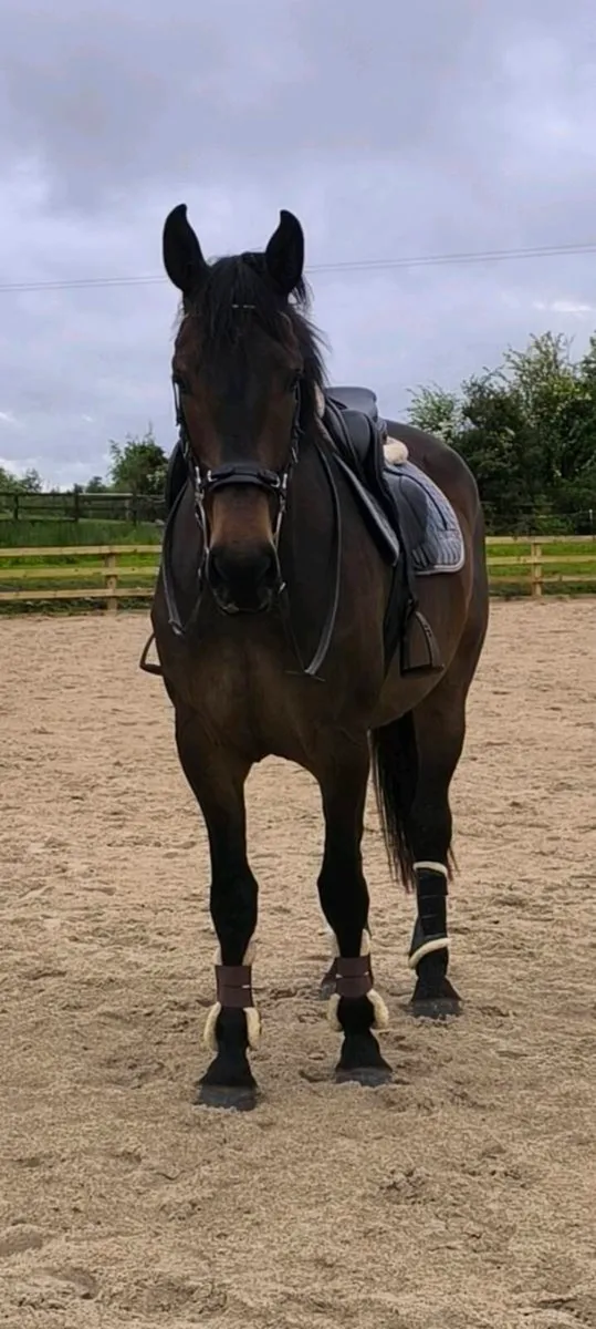 4 year old gelding - Image 3