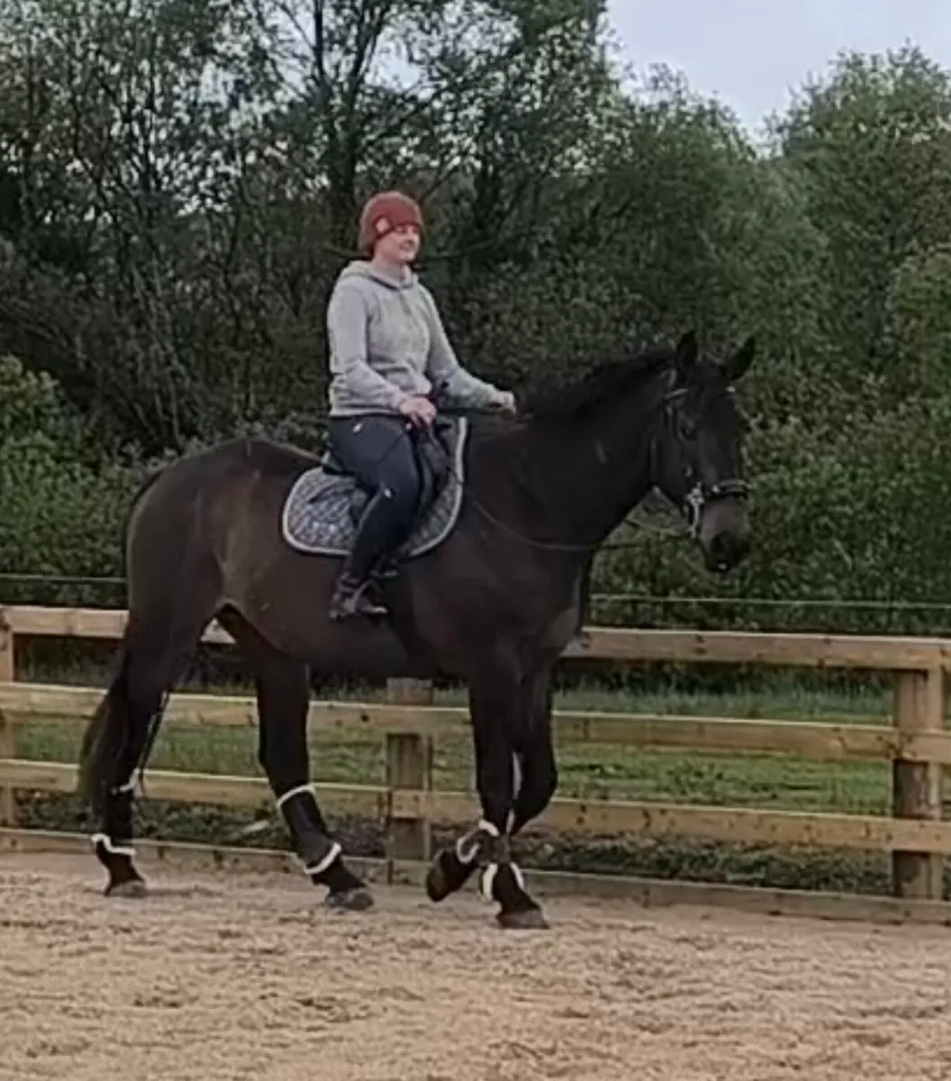 4 year old gelding - Image 4