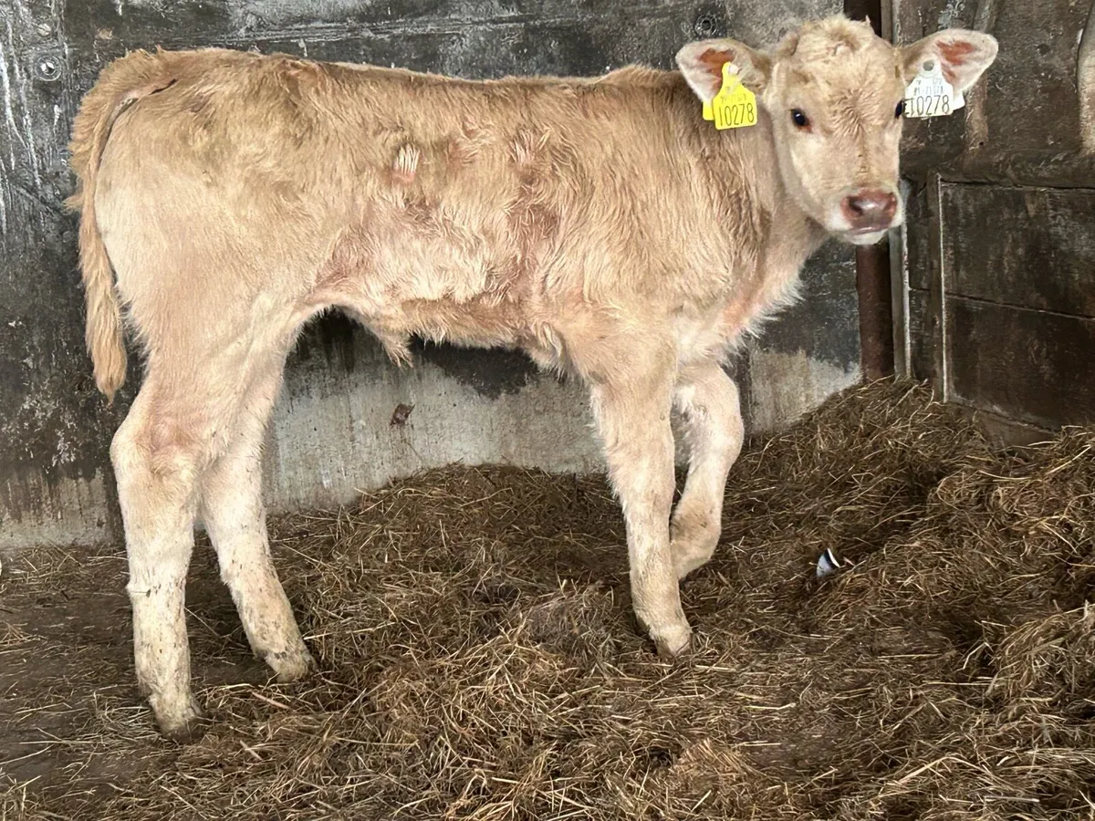 Suckler breed Charlois heifer  calf - Image 2