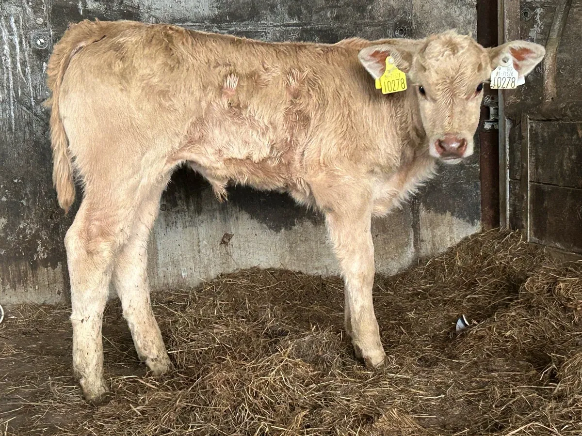 Suckler breed Charlois heifer  calf - Image 3