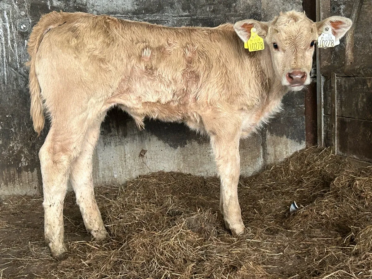 Suckler breed Charlois heifer  calf - Image 1