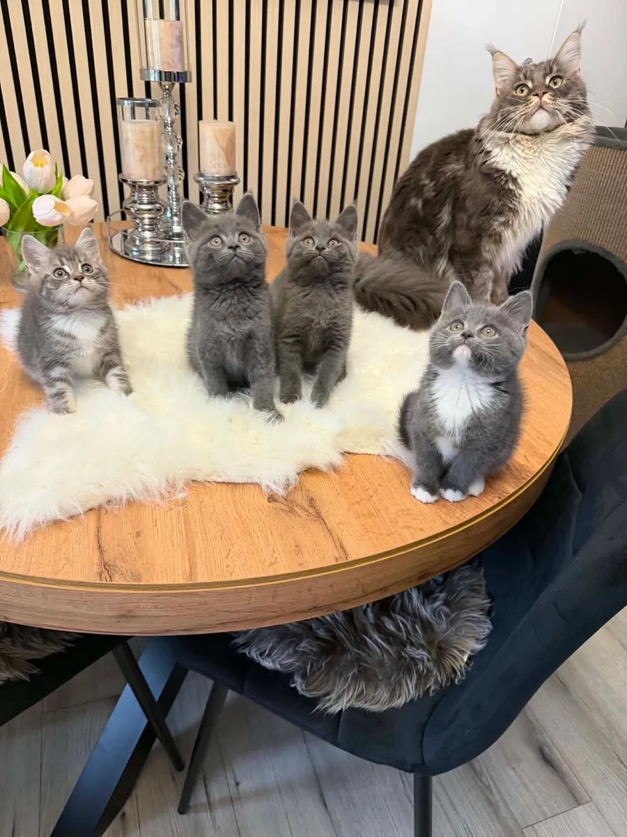 Maine coon x british shorthair kittens - Image 1
