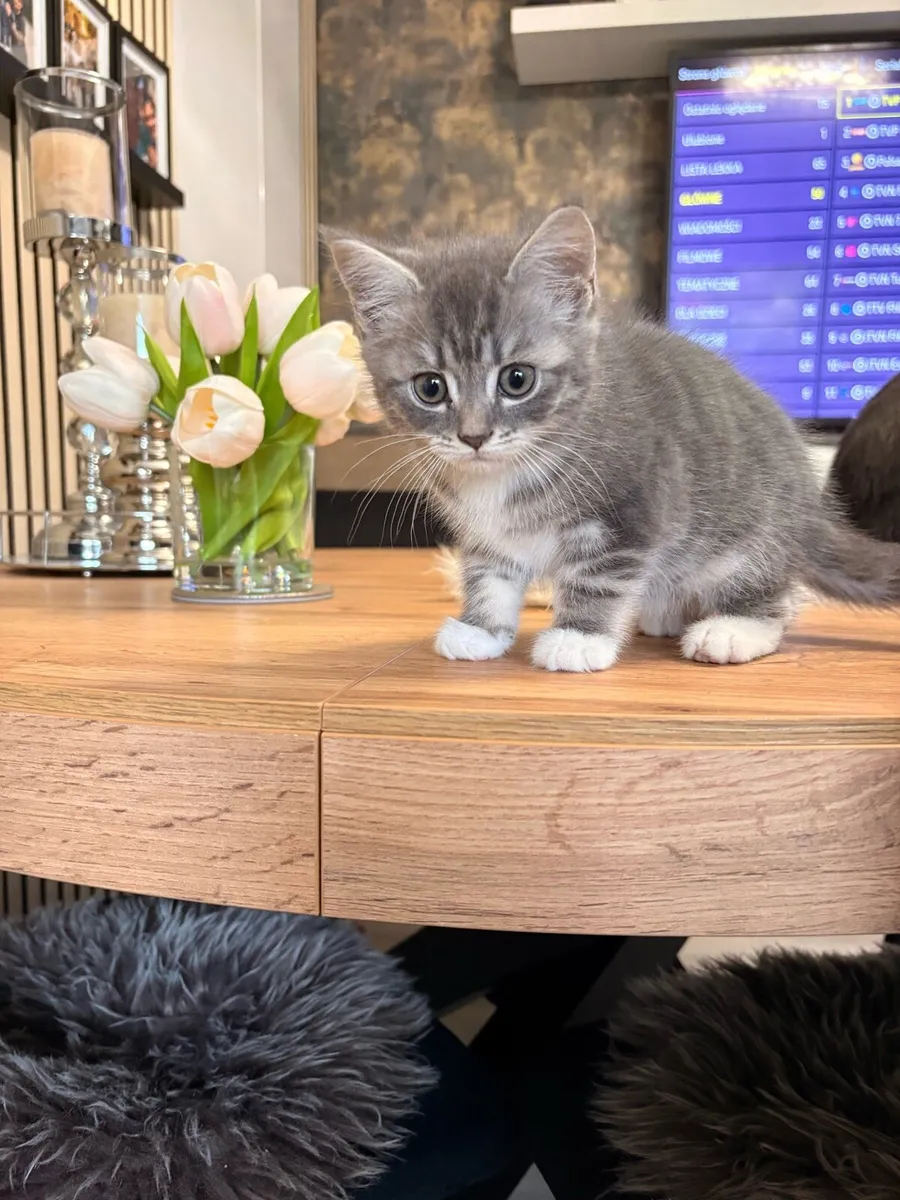Maine coon x british shorthair kittens - Image 3