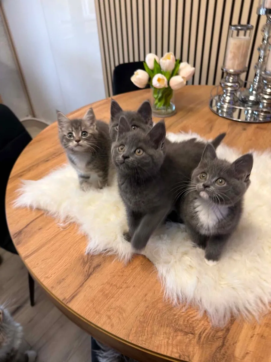 Maine coon x british shorthair kittens - Image 4