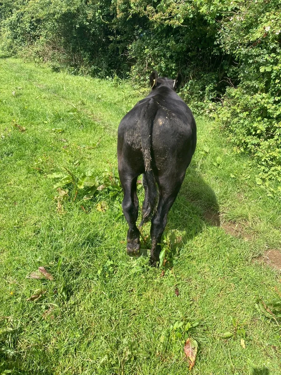 6 lovely bullocks - Image 1