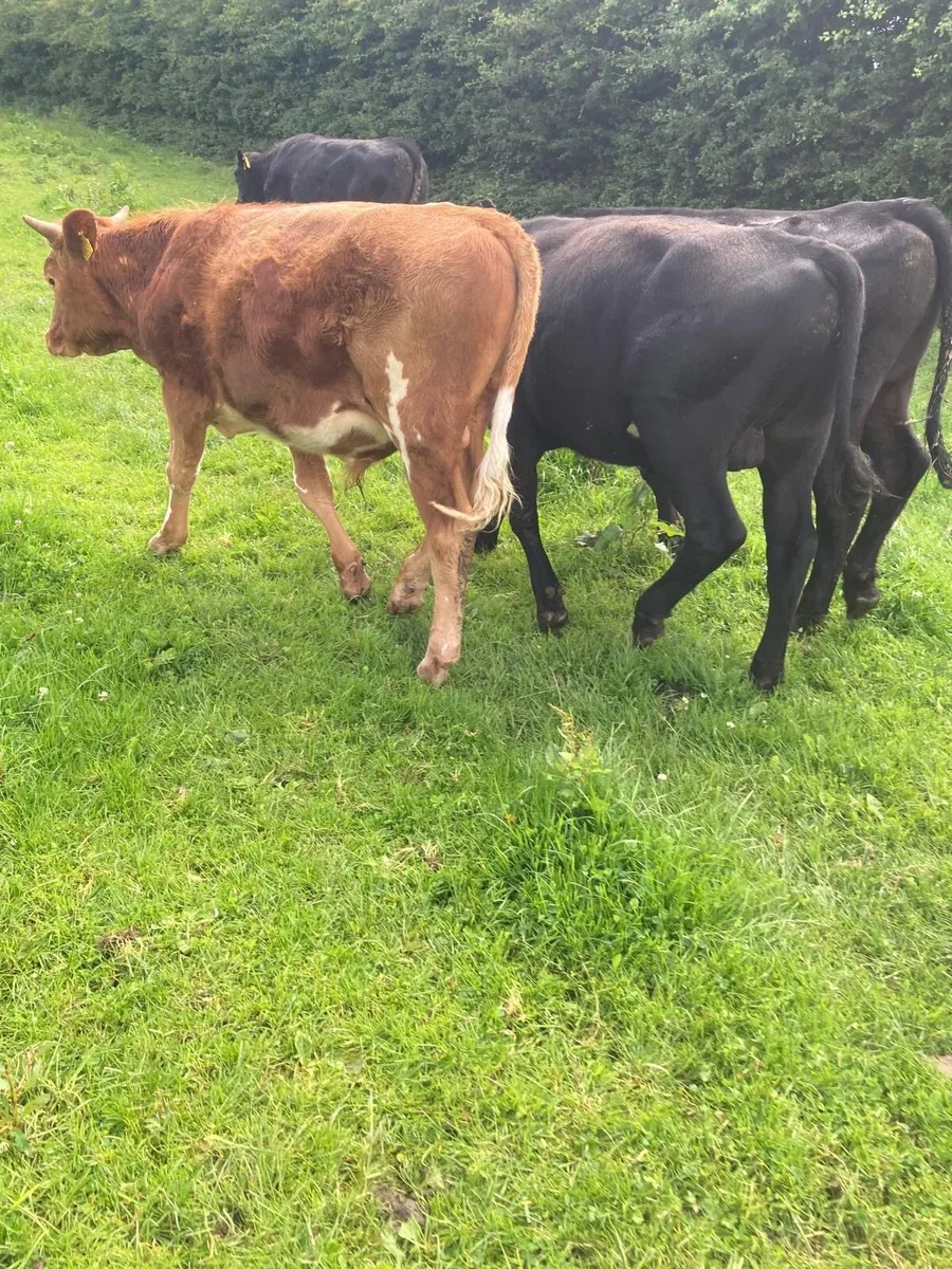 6 lovely bullocks - Image 4