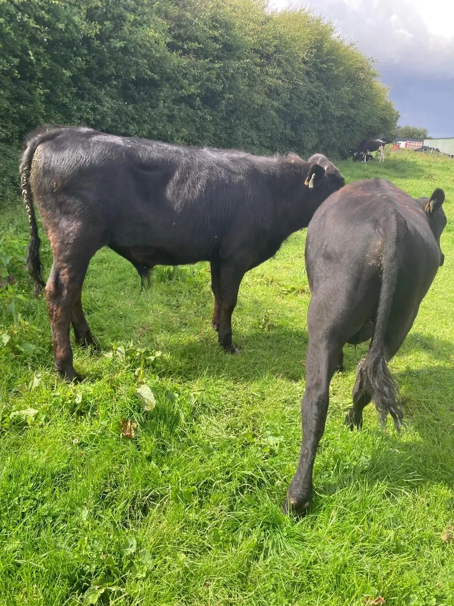 6 lovely bullocks - Image 2