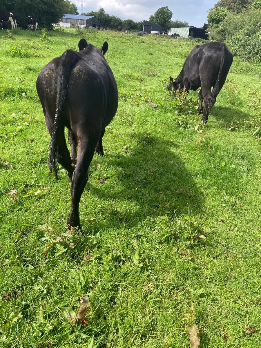 6 lovely bullocks - Image 3
