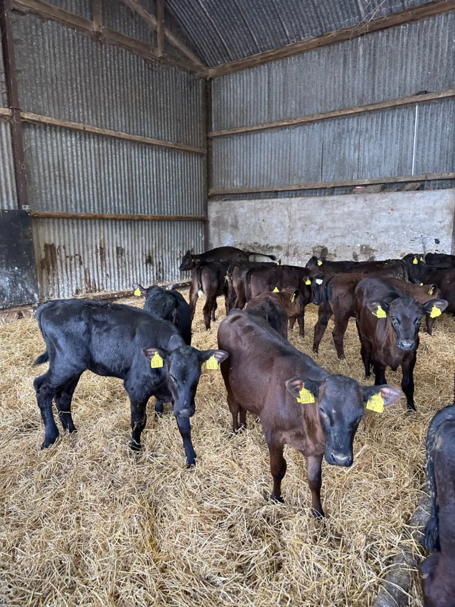 Reared heifers - Image 4