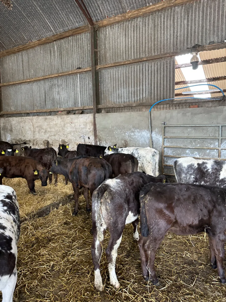 Reared heifers - Image 3