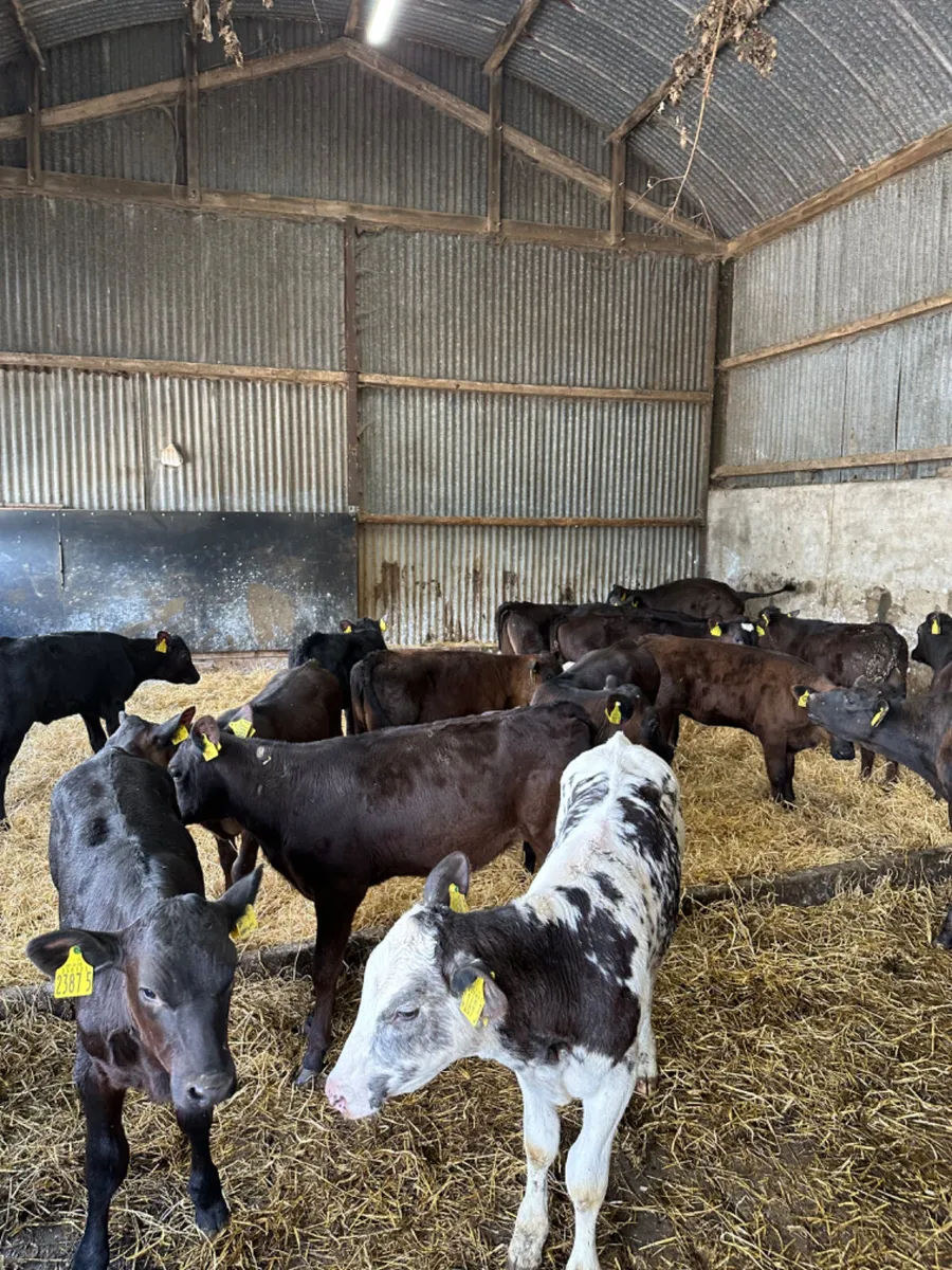Reared heifers - Image 1