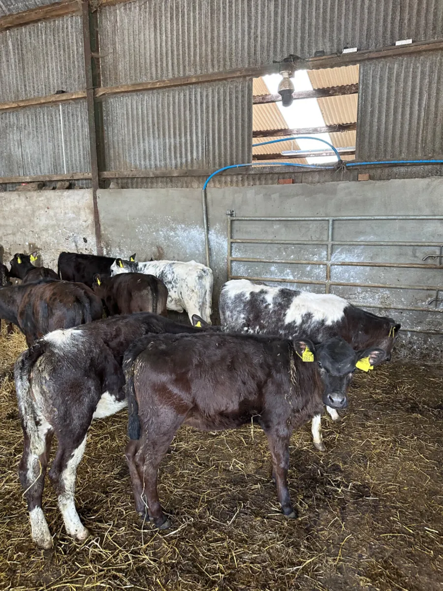 Reared heifers - Image 2
