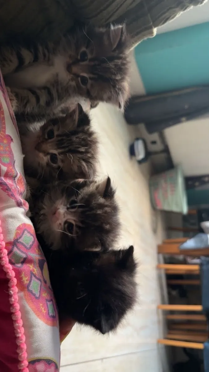 Kittens - Image 1