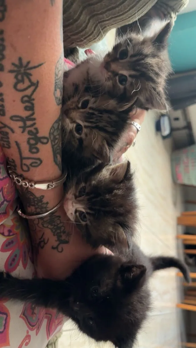 Kittens - Image 2