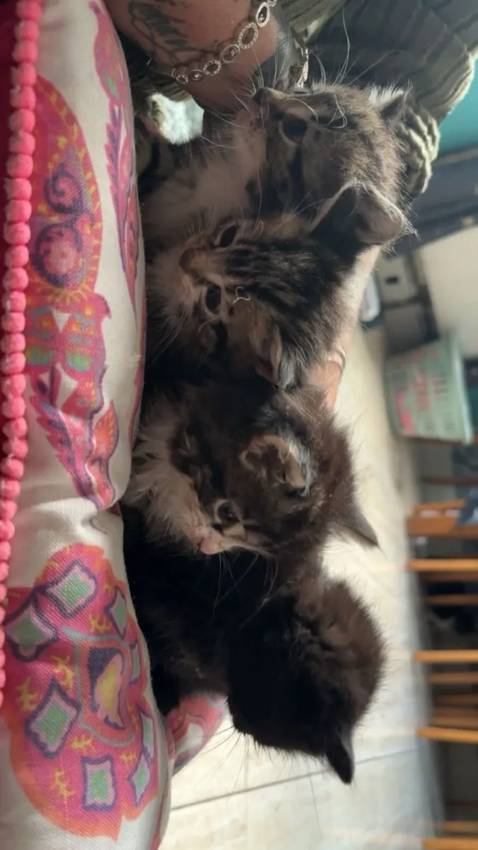 Kittens - Image 4
