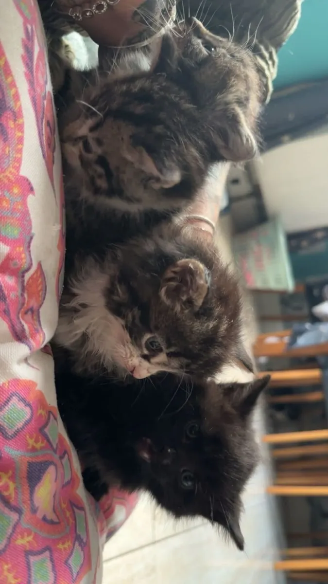 Kittens - Image 3