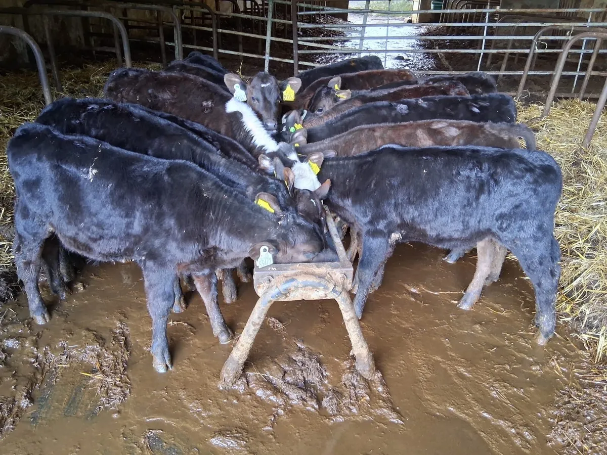 14 reared AA heifers - Image 1