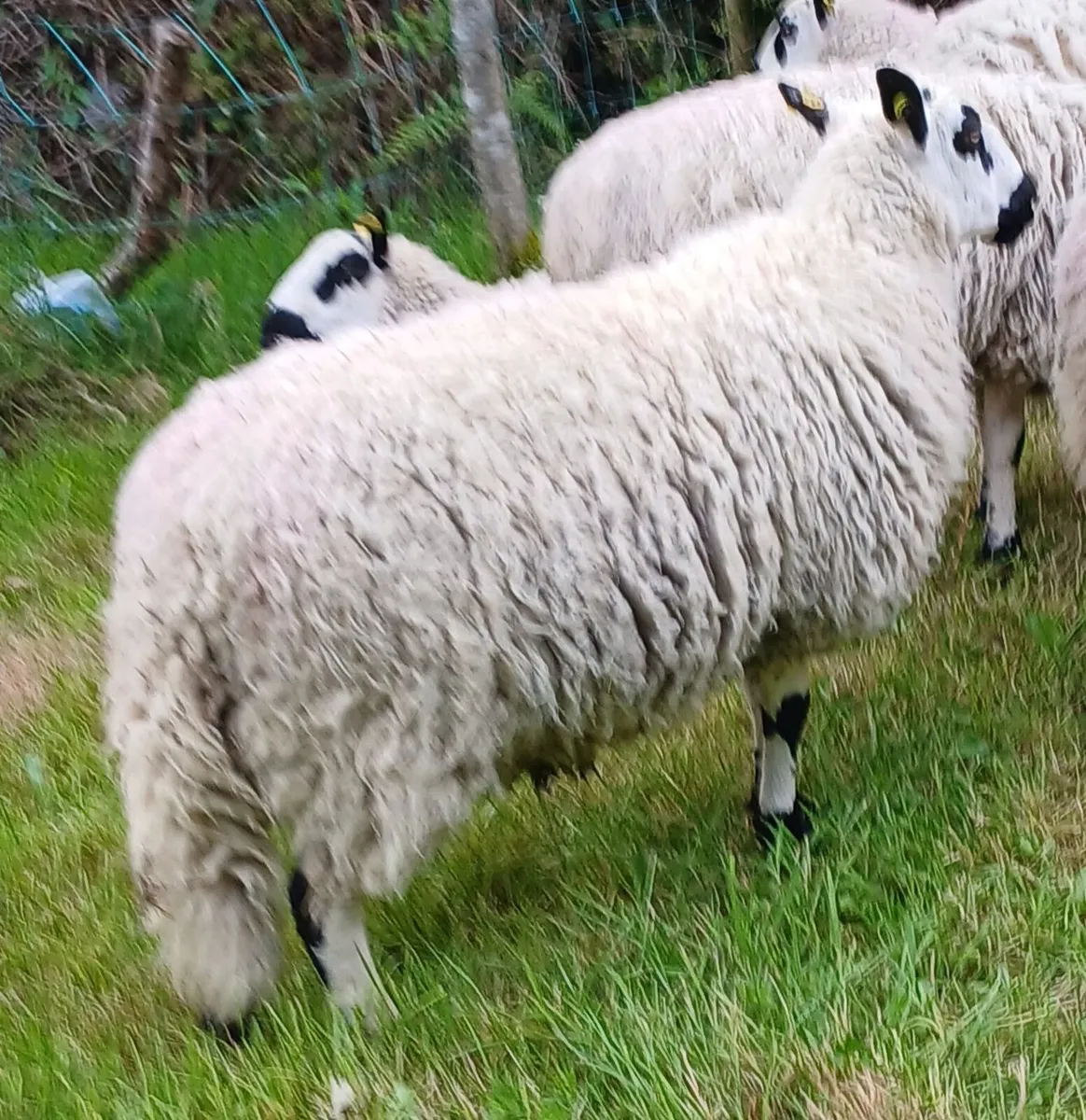 Excellent Kerryhill Hogget rams for sale - Image 1
