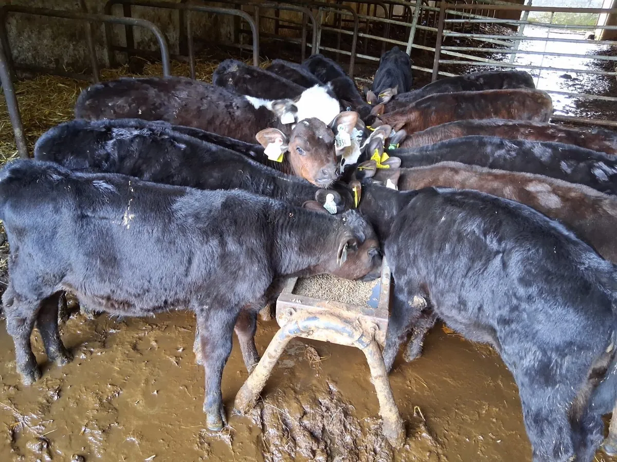 14 reared AA heifers - Image 2