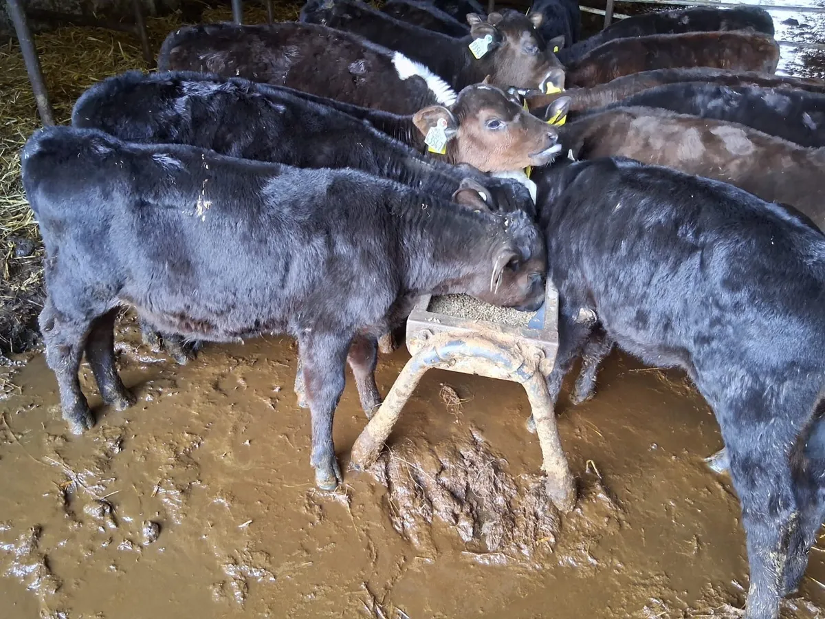 14 reared AA heifers - Image 3