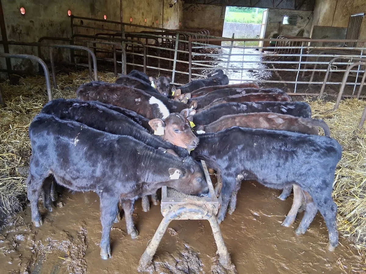 14 reared AA heifers - Image 4