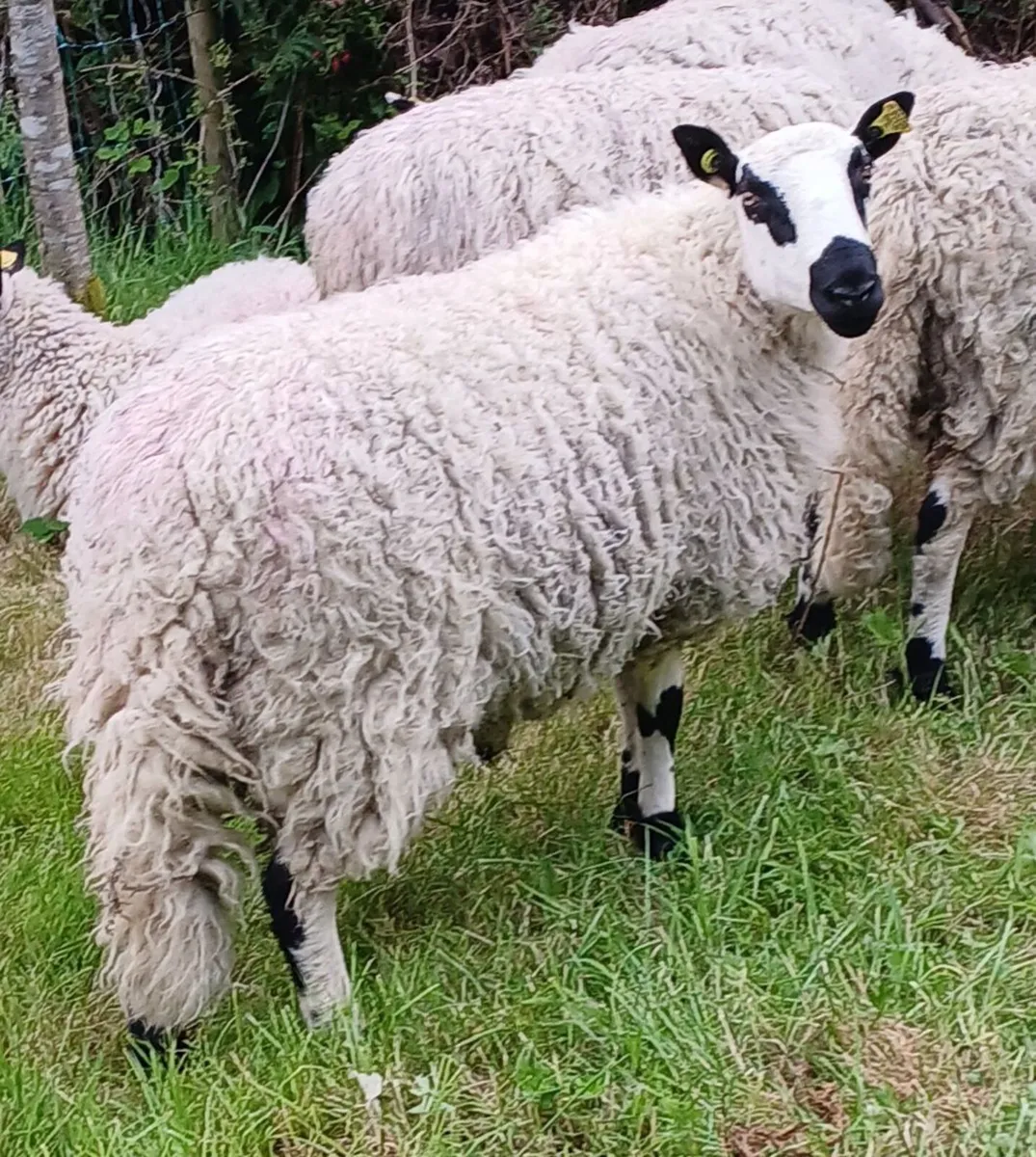 Excellent Kerryhill Hogget rams for sale - Image 2