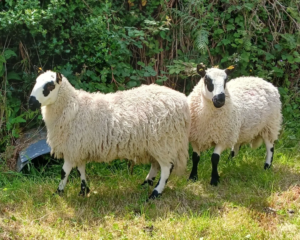 Excellent Kerryhill Hogget rams for sale - Image 3