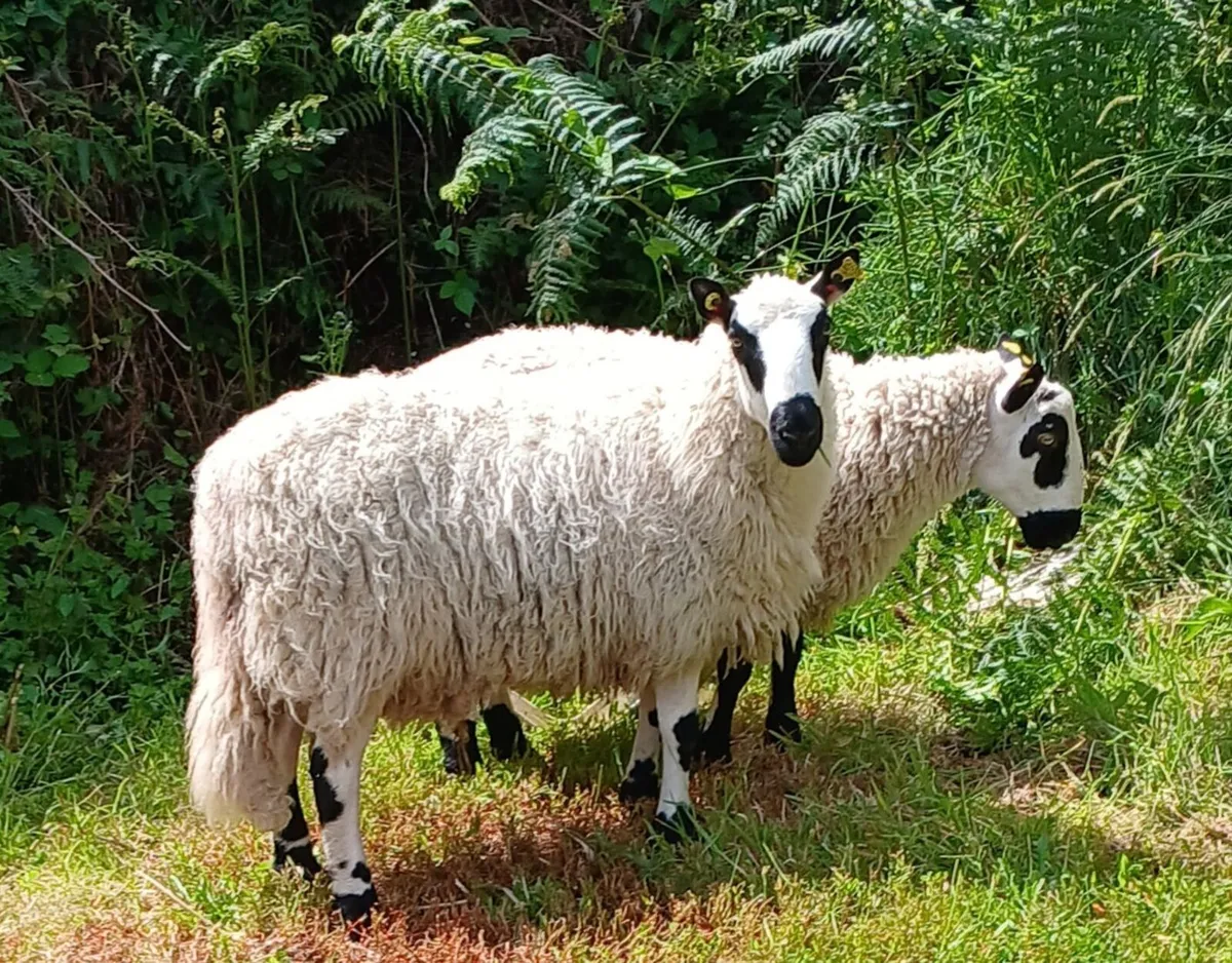 Excellent Kerryhill Hogget rams for sale - Image 4