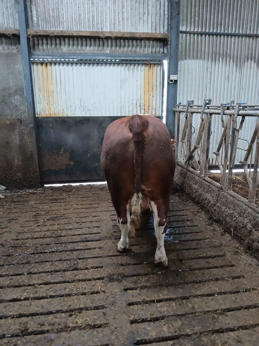 Hereford Bull - Image 2