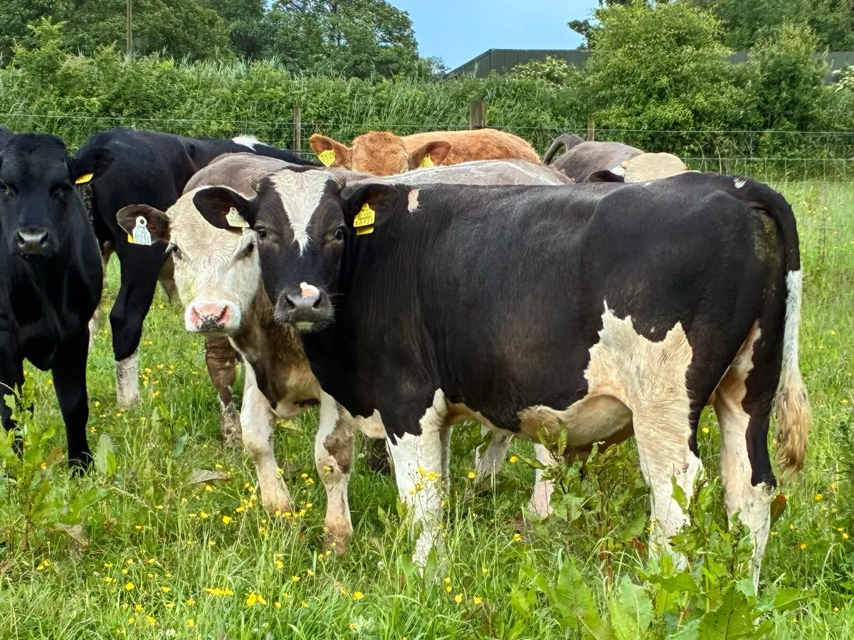 10 continental bullocks for sale - Image 1