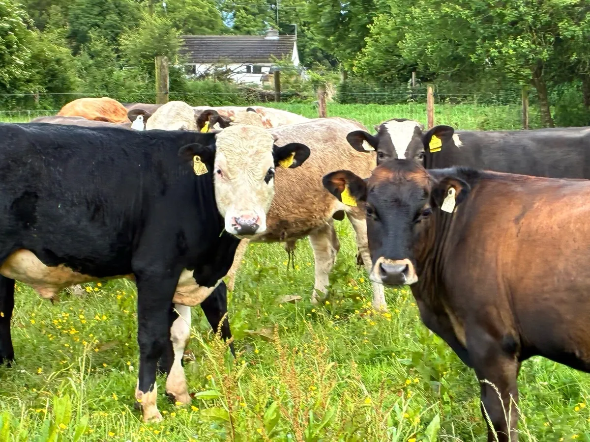10 continental bullocks for sale - Image 2