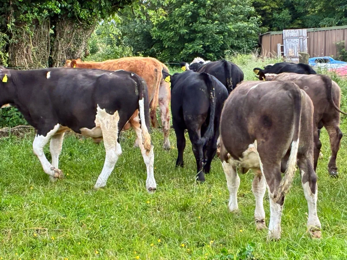 10 continental bullocks for sale - Image 3
