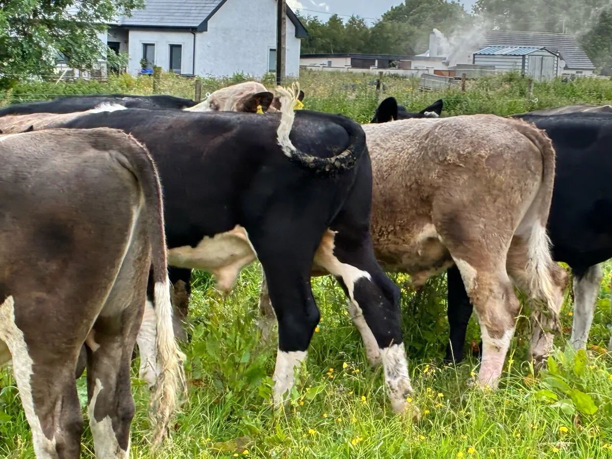 10 continental bullocks for sale - Image 4