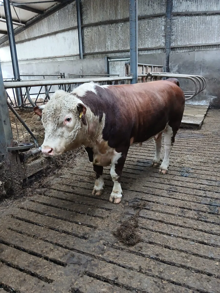 Hereford  Bull - Image 1