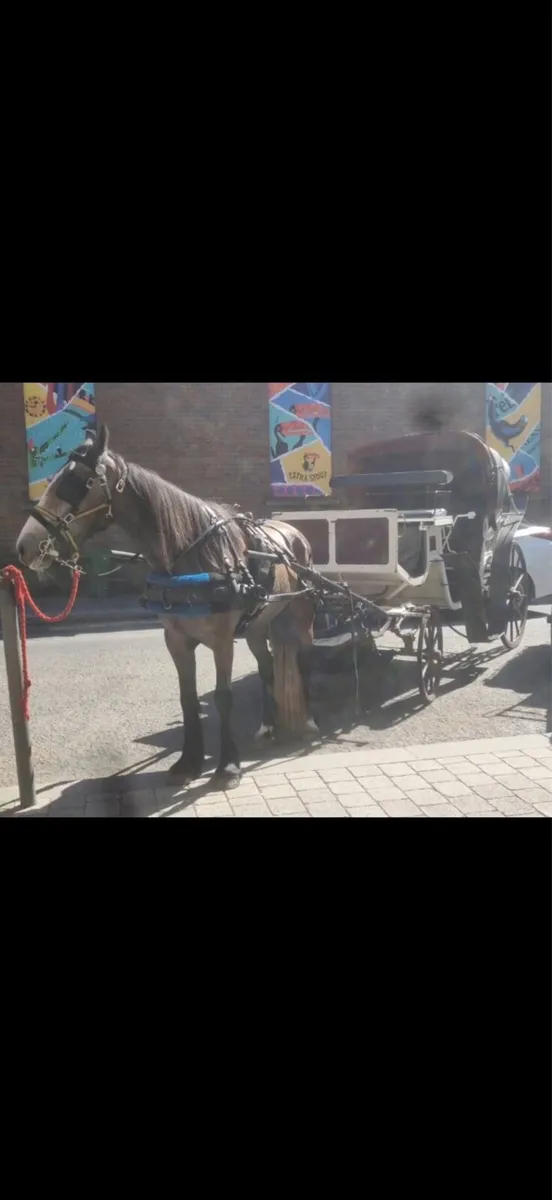 Half bred mare - Image 1