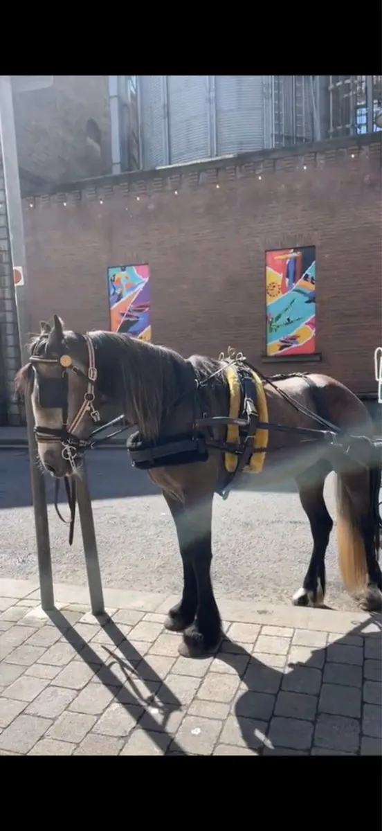 Half bred mare - Image 2