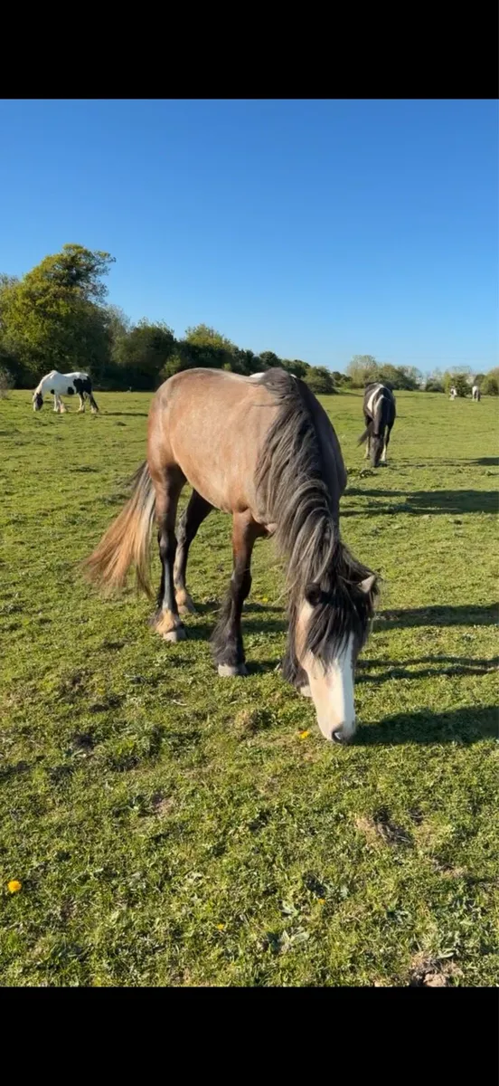 Half bred mare - Image 3