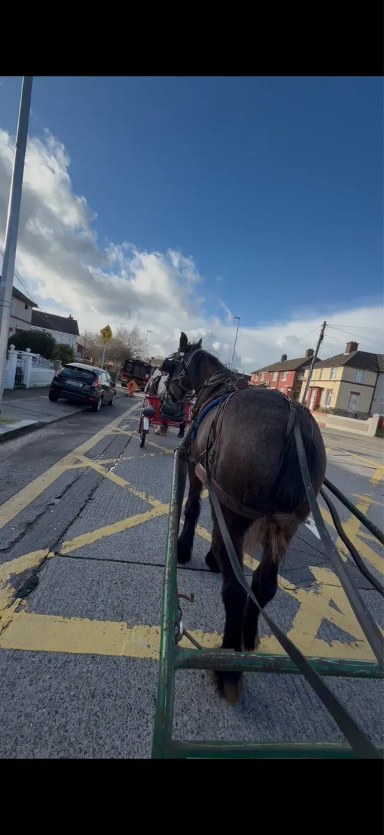 Half bred mare - Image 4