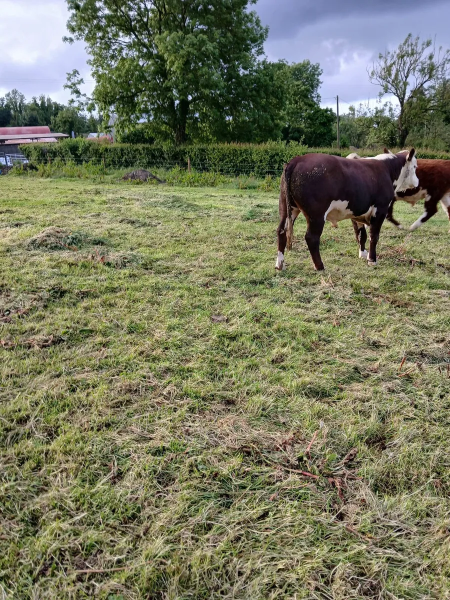 Hereford  Bull - Image 4