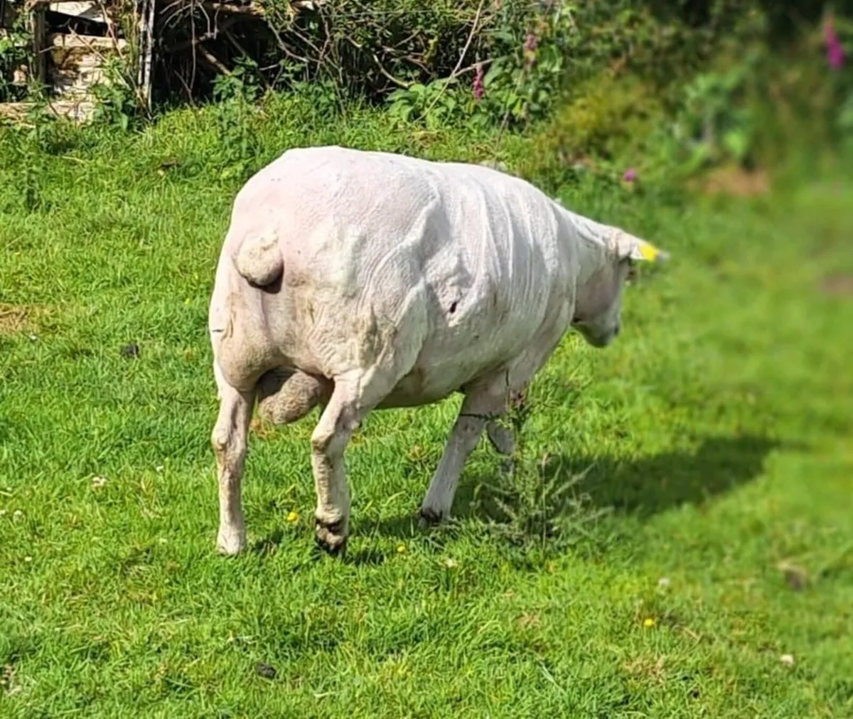 Linn Ram for Breeding - Image 1