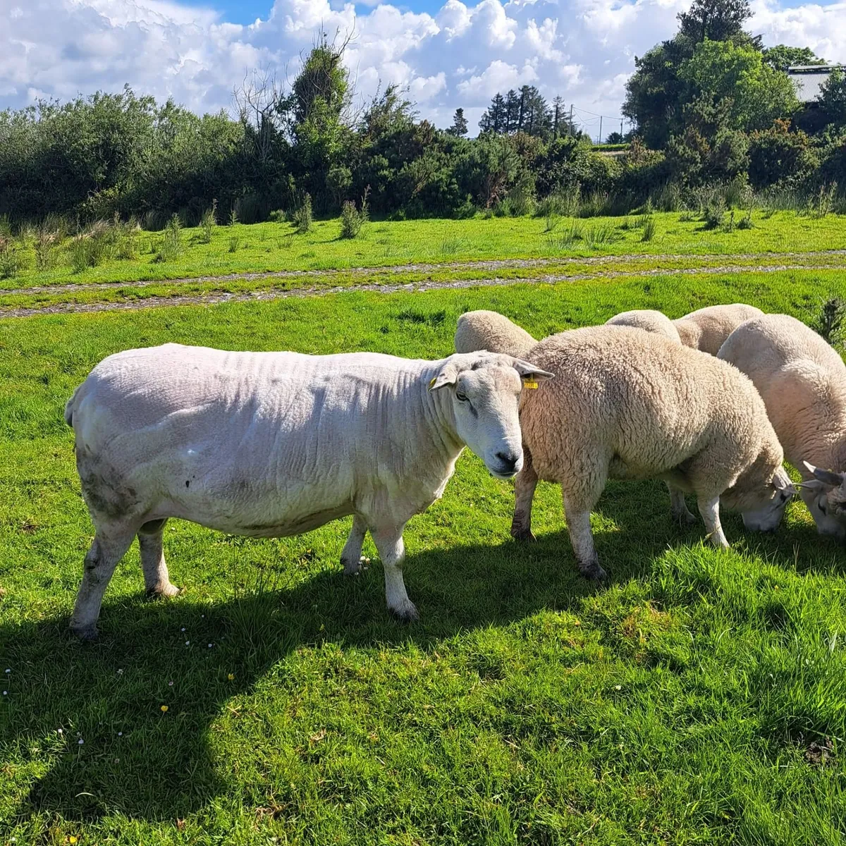 Linn Ram for Breeding - Image 3