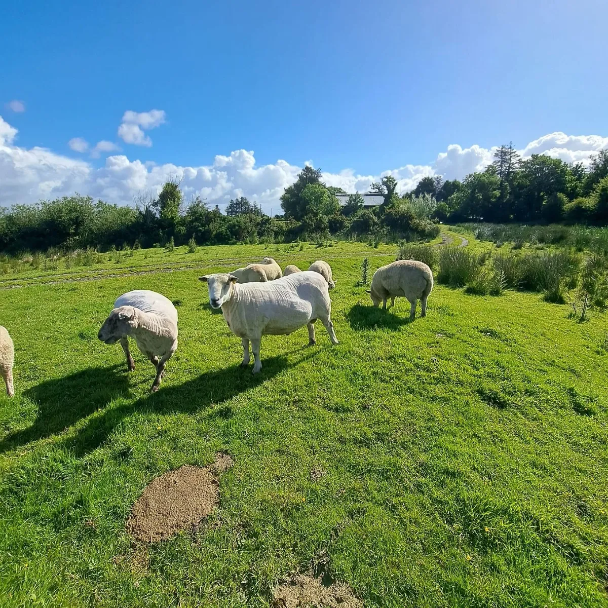 Linn Ram for Breeding - Image 2