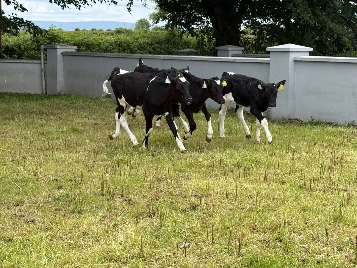 9 Top Quality Fresian Heifers Fully Reared - Image 4