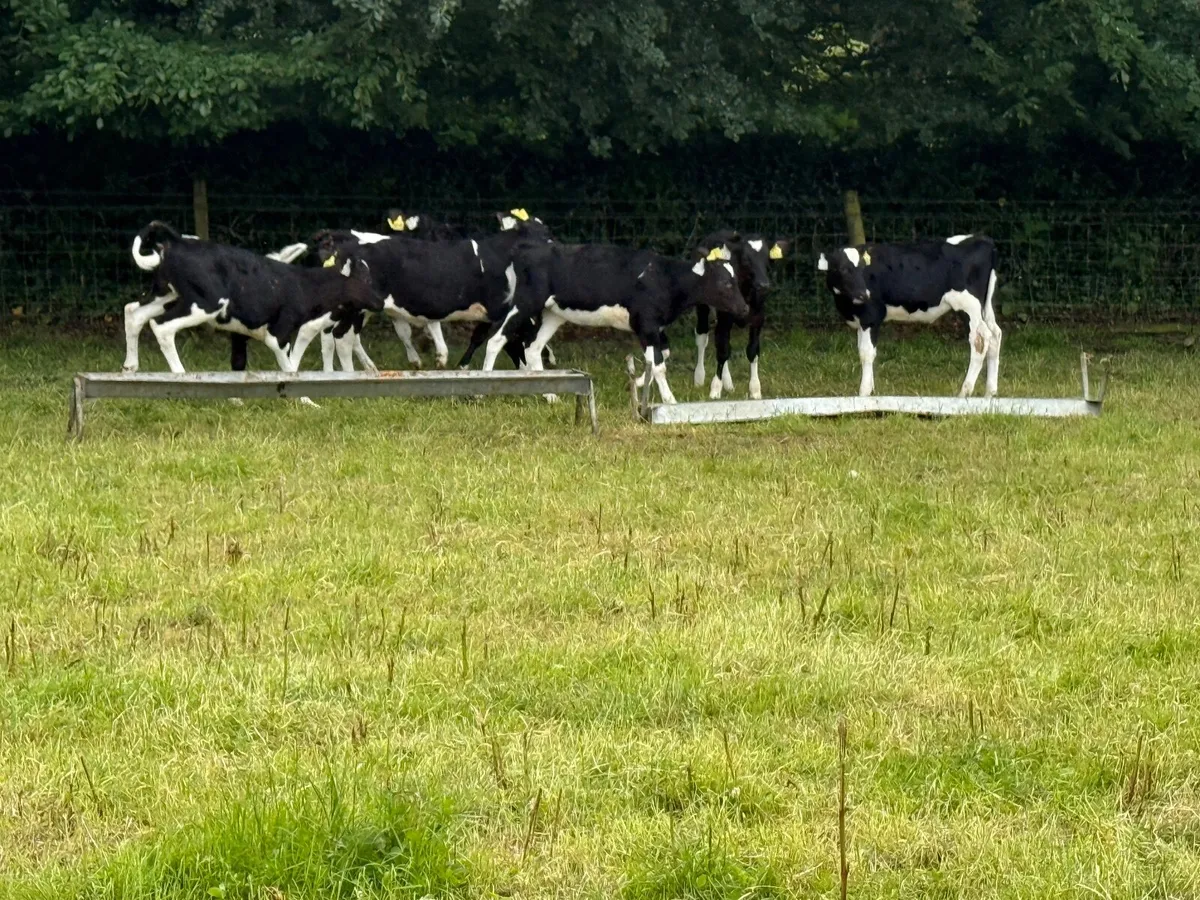 9 Top Quality Fresian Heifers Fully Reared - Image 2